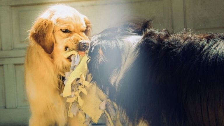 Mengenali Anjing Rabies: Ciri-Ciri dan Langkah Cegah Penularannya Ilustrasi Anjing Rabies