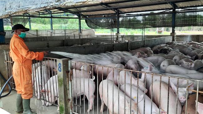 Babi di Pulau Bulan, Batam Terdampak Wabah Demam Babi Afrika peternakan babi di batam
