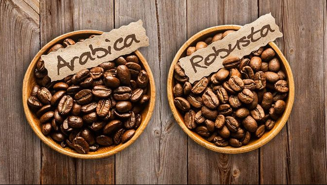 Ancaman Kenaikan Harga Kopi Robusta Akibat Cuaca Ekstrem kopi robusta dan arabica