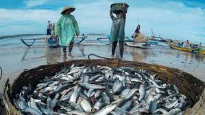 Gizi Tumbuh Kembang Anak dengan Ikan Kembung Kandungan Ikan Kembung
