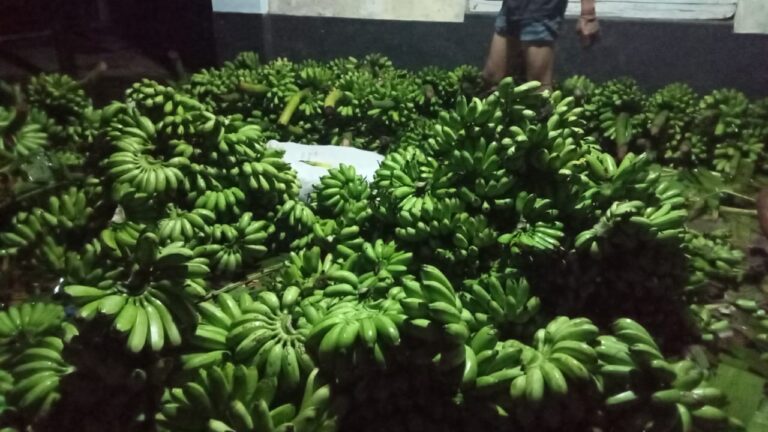 Kolaborasi Pesantren dan Petani: Menghidupkan Harapan Lewat Pisang Emas Kirana