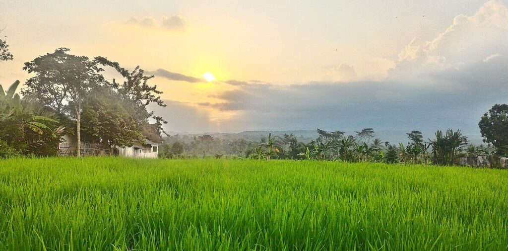 Kutim Usulkan Cetak Sawah 1.151 Hektare di Lima Kecamatan