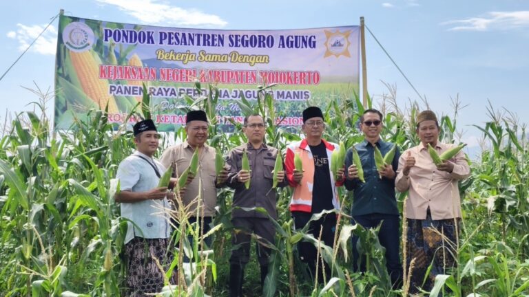Panen Raya Jagung Manis Kolaborasi Kejari Mojokerto dan Ponpes Segoro Agung Dukung Ketahanan Pangan Nasional