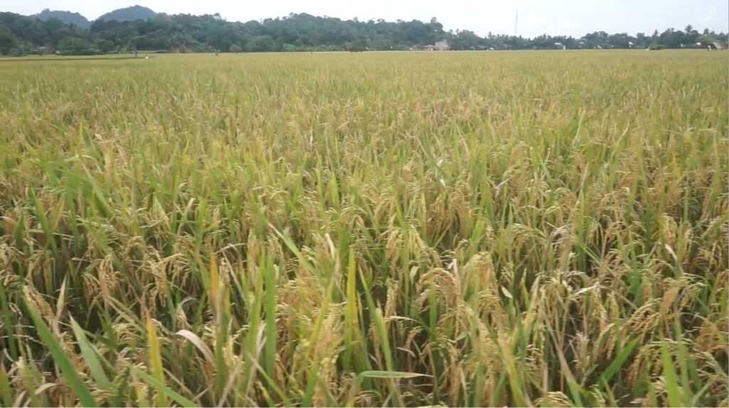 Kukar Validasi 17 Ribu Hektare Lahan Sawah