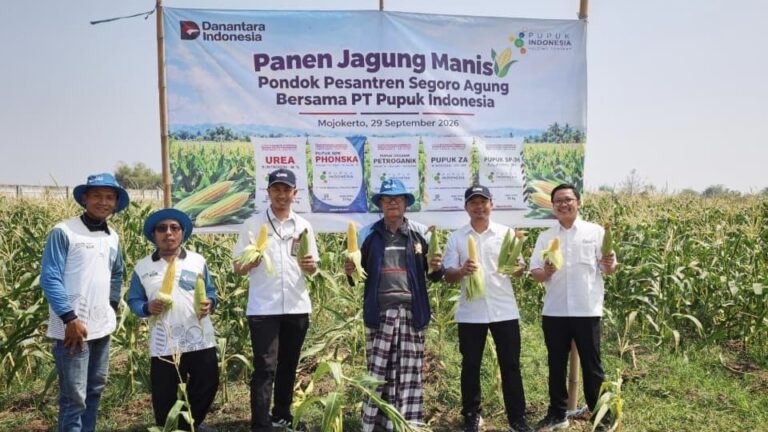 Pertanian Jadi Bekal Kemandirian Santri, Ponpes Segoro Agung Panen Jagung Manis Bersama Pupuk Indonesia Pimpinan Pondok Pesantren Segoro Agung, KH Bimo Agus Sunarno bersama jajaran PT Pupuk Indonesia menunjukkan hasil panen jagung manis di lahan Pondok Pesantren Segoro Agung, Desa Gading, Kecamatan Jatirejo, Kabupaten Mojokerto, Selasa (29/9/2026).